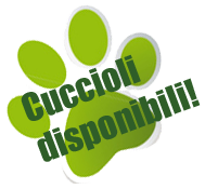 cuccioli Briquet Griffon Vendéen disponibili